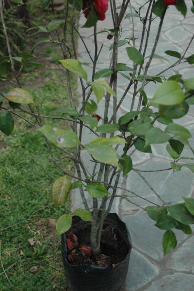 [Foto de planta, jardin, jardineria]