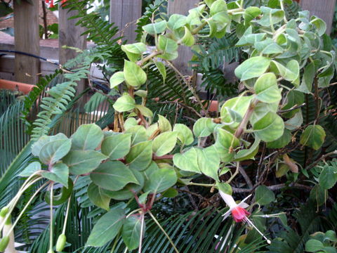 [Foto de planta, jardin, jardineria]