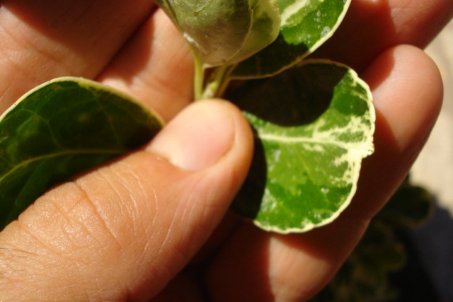 [Foto de planta, jardin, jardineria]