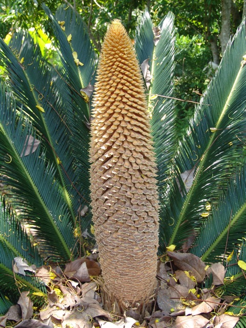 [Foto de planta, jardin, jardineria]