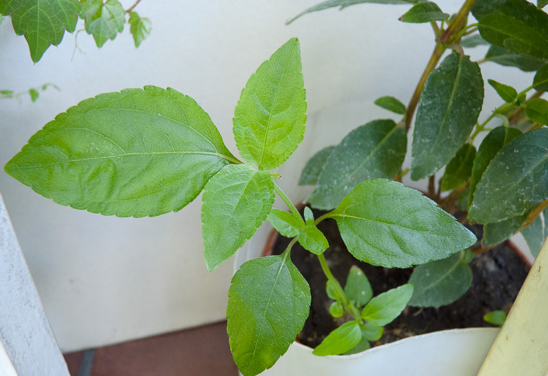 [Foto de planta, jardin, jardineria]