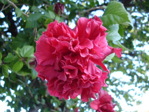 [Foto de planta, jardin, jardineria]