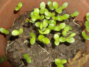 [Foto de planta, jardin, jardineria]