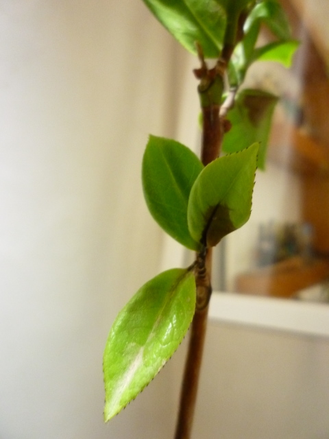 [Foto de planta, jardin, jardineria]