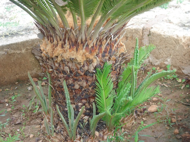 [Foto de planta, jardin, jardineria]