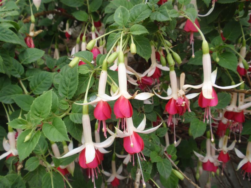 [Foto de planta, jardin, jardineria]