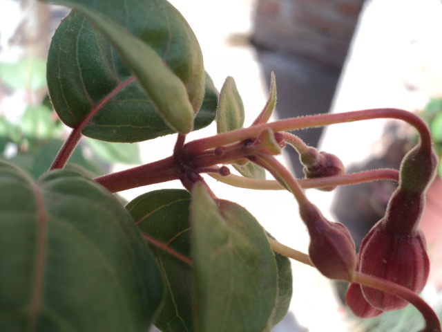 [Foto de planta, jardin, jardineria]