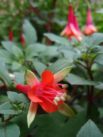 [Foto de planta, jardin, jardineria]