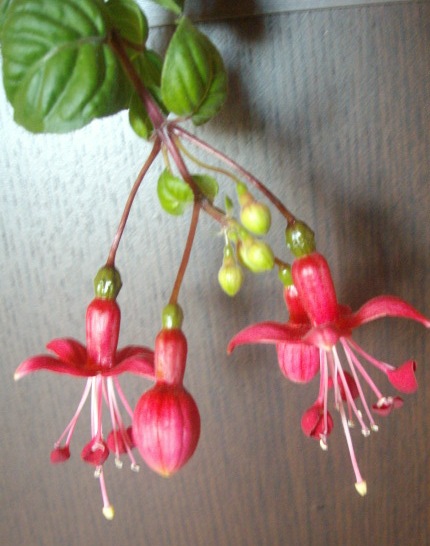 [Foto de planta, jardin, jardineria]