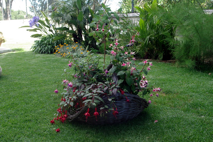 [Foto de planta, jardin, jardineria]