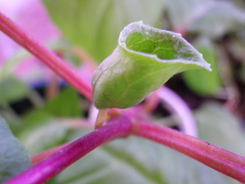 [Foto de planta, jardin, jardineria]