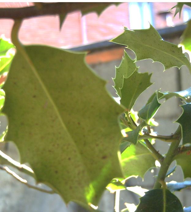 [Foto de planta, jardin, jardineria]