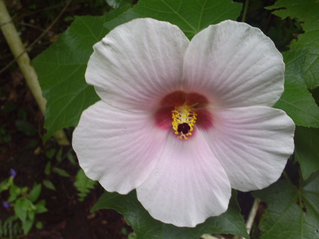 [Foto de planta, jardin, jardineria]