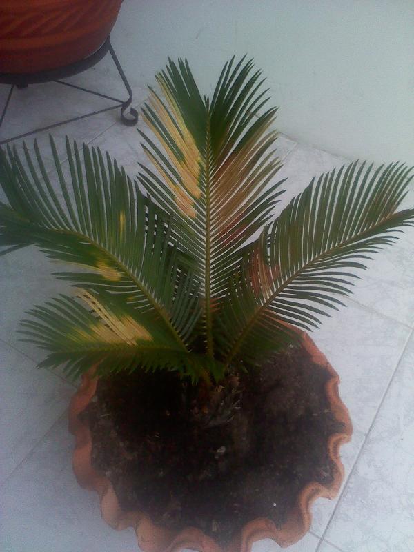 [Foto de planta, jardin, jardineria]