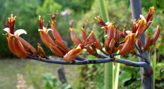 [Foto de planta, jardin, jardineria]