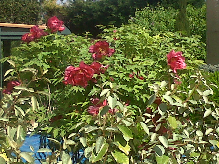 [Foto de planta, jardin, jardineria]