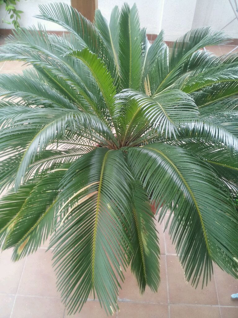 [Foto de planta, jardin, jardineria]