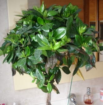 [Foto de planta, jardin, jardineria]