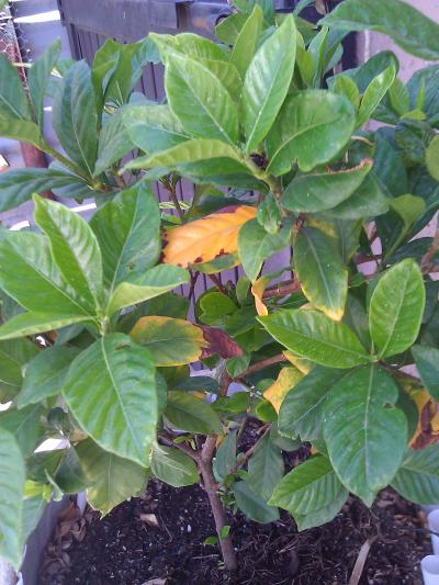 [Foto de planta, jardin, jardineria]