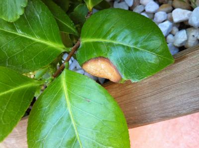 [Foto de planta, jardin, jardineria]