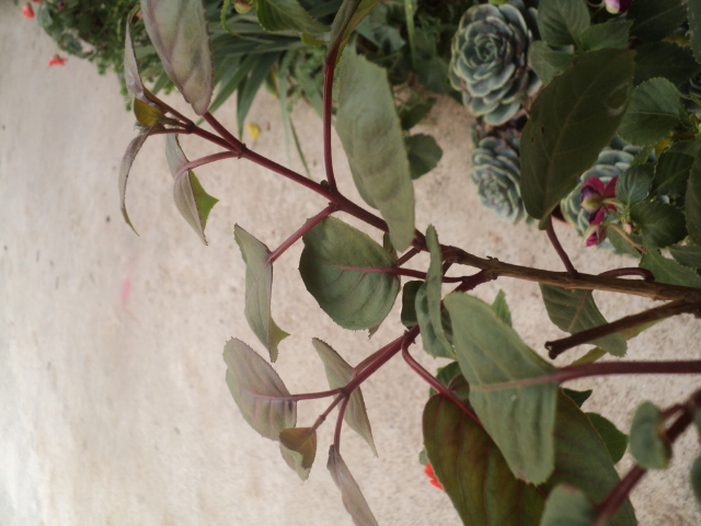 [Foto de planta, jardin, jardineria]