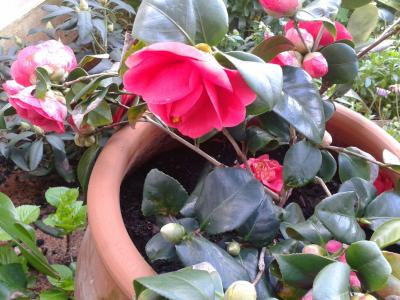 [Foto de planta, jardin, jardineria]