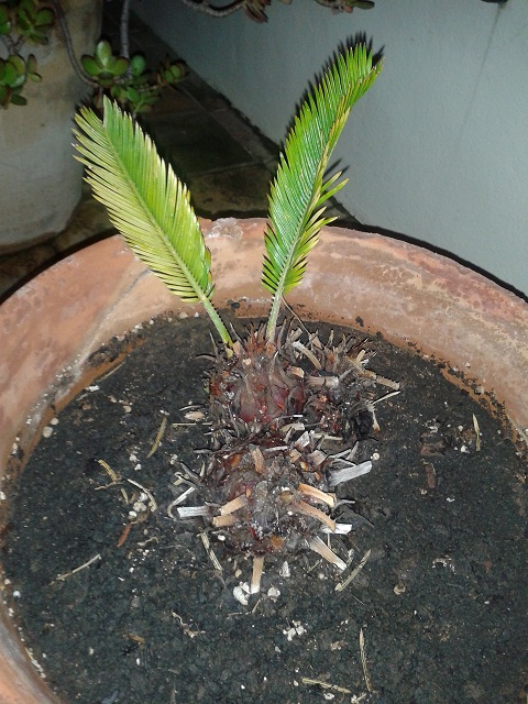[Foto de planta, jardin, jardineria]
