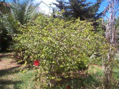 [Foto de planta, jardin, jardineria]