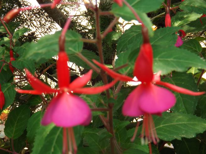 [Foto de planta, jardin, jardineria]