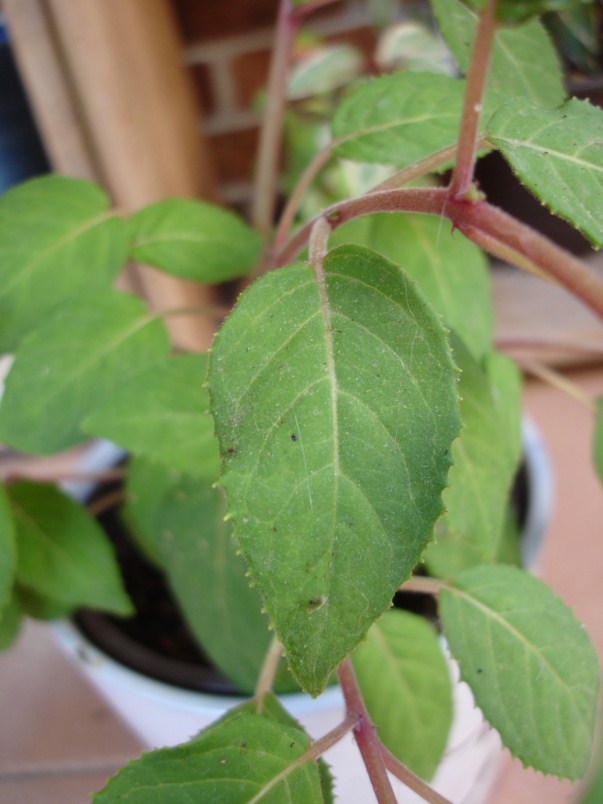 [Foto de planta, jardin, jardineria]