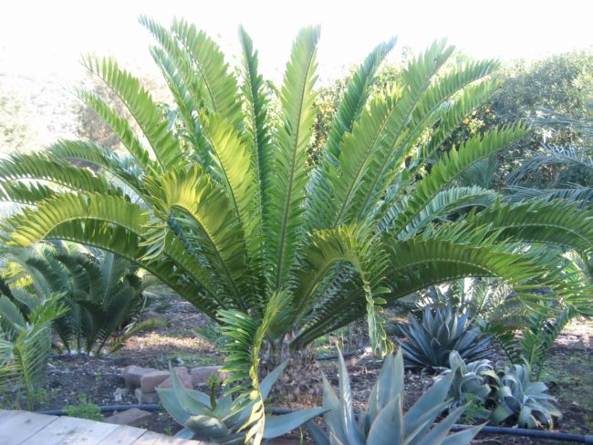 [Foto de planta, jardin, jardineria]