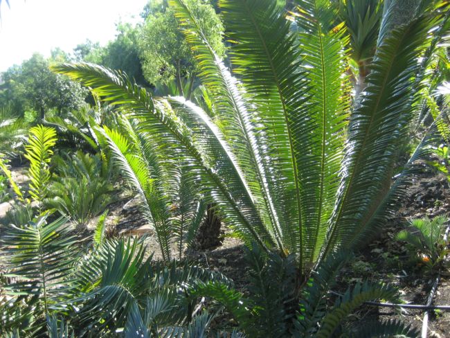 [Foto de planta, jardin, jardineria]