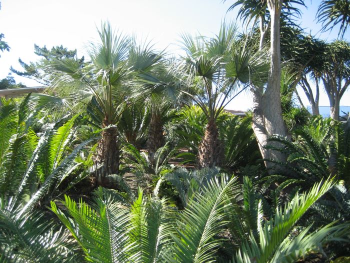 [Foto de planta, jardin, jardineria]