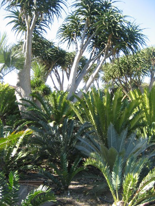 [Foto de planta, jardin, jardineria]