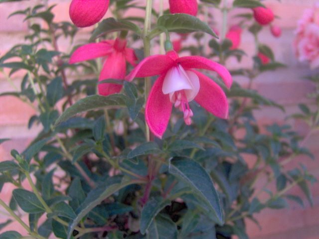 [Foto de planta, jardin, jardineria]