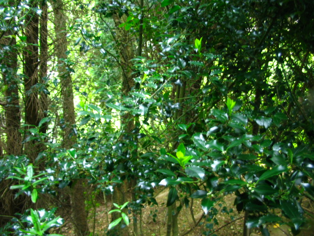 [Foto de planta, jardin, jardineria]