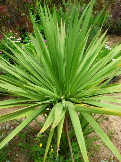 [Foto de planta, jardin, jardineria]