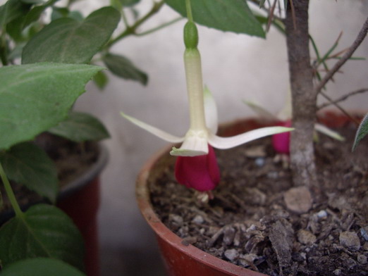 [Foto de planta, jardin, jardineria]