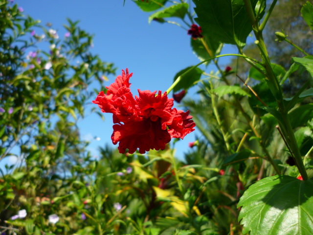 [Foto de planta, jardin, jardineria]