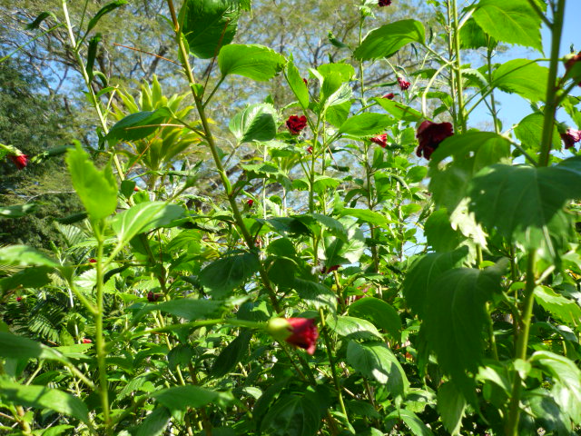 [Foto de planta, jardin, jardineria]