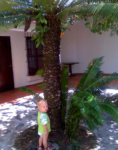 [Foto de planta, jardin, jardineria]