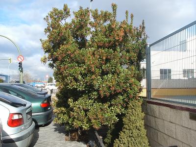 [Foto de planta, jardin, jardineria]