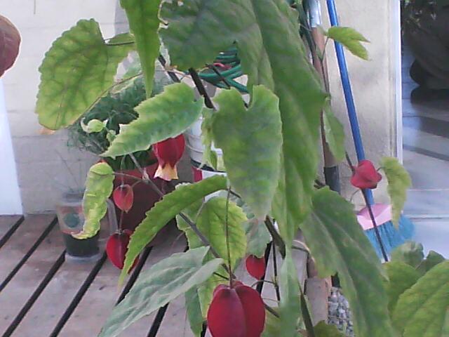 [Foto de planta, jardin, jardineria]