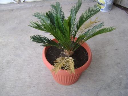 [Foto de planta, jardin, jardineria]