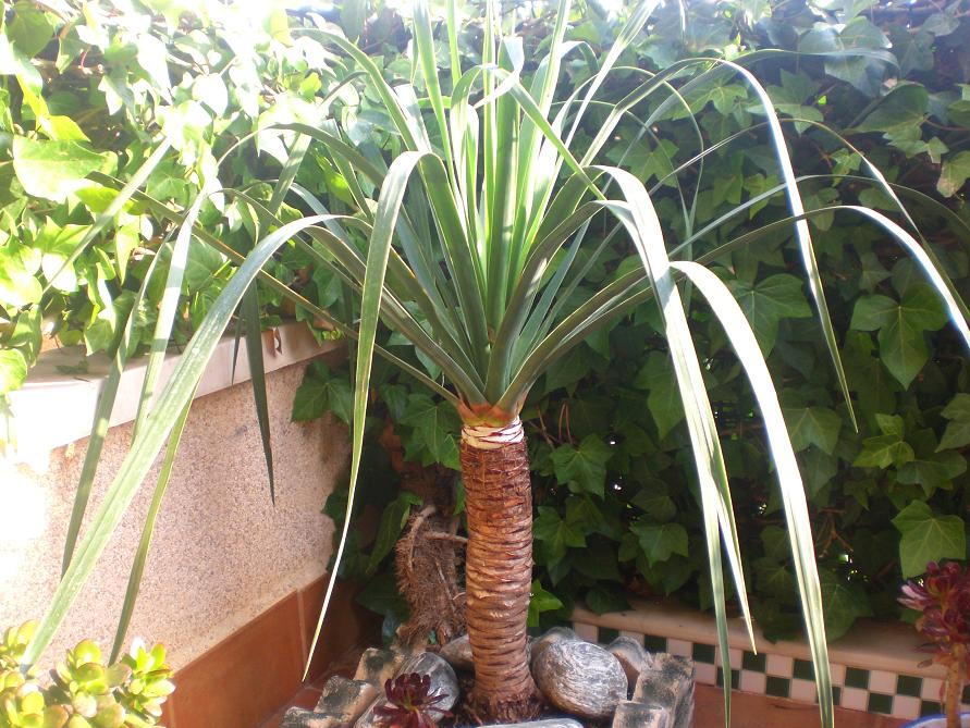 [Foto de planta, jardin, jardineria]