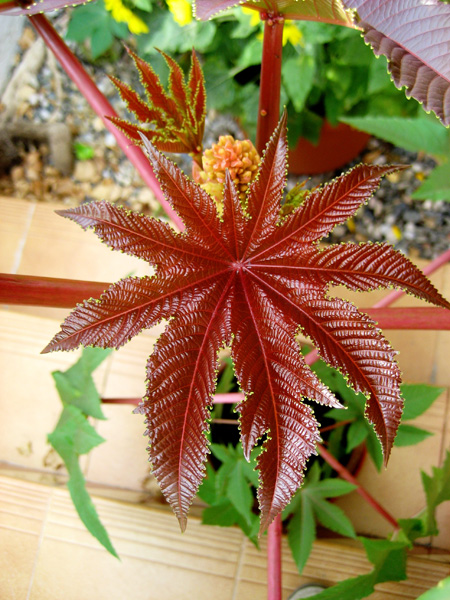 [Foto de planta, jardin, jardineria]