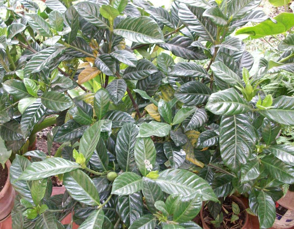 [Foto de planta, jardin, jardineria]