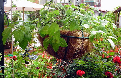 [Foto de planta, jardin, jardineria]