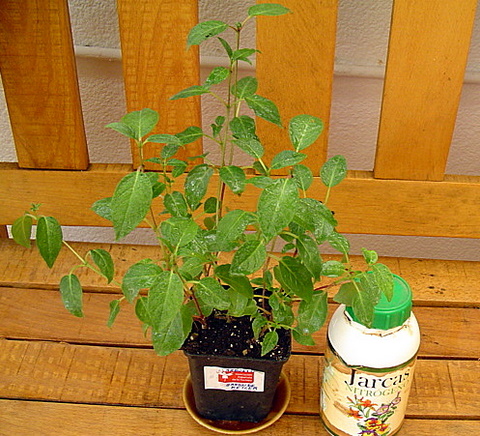 [Foto de planta, jardin, jardineria]