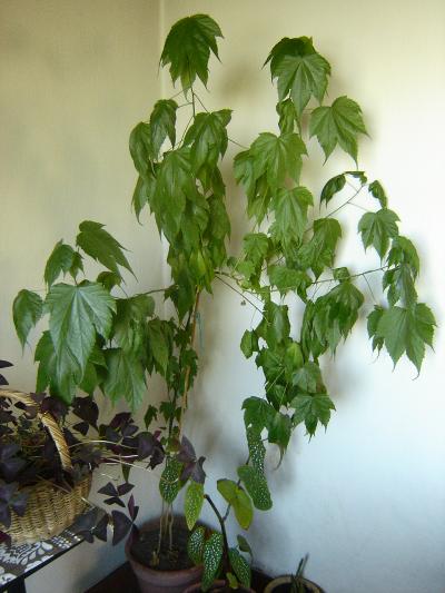 [Foto de planta, jardin, jardineria]